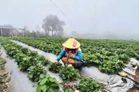 Phát triển mô hình trồng dâu tây gắn với du lịch trải nghiệm