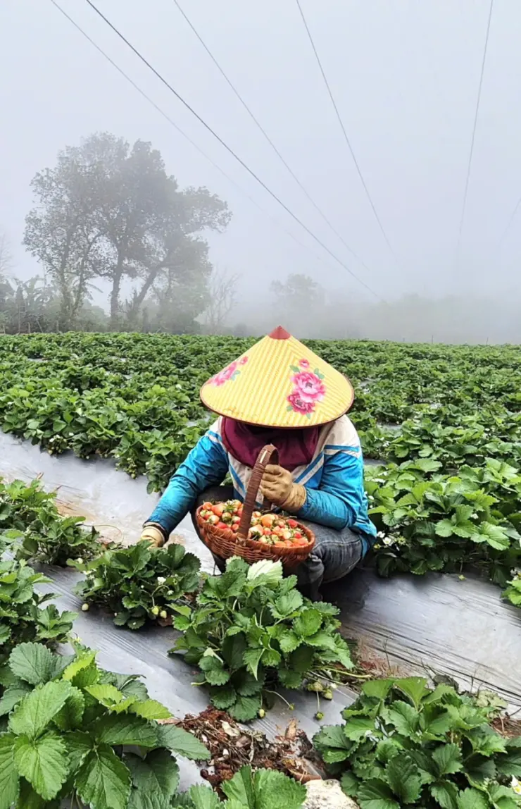 Phát triển mô hình trồng dâu tây gắn với du lịch trải nghiệm
