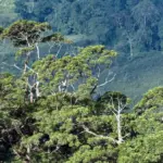 'Hóa thạch sống' trên 500 năm tuổi tại Phong Nha-Kẻ Bàng 66 ‘Hóa thạch sống’ trên 500 năm tuổi tại Phong Nha-Kẻ Bàng