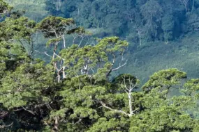 ‘Hóa thạch sống’ trên 500 năm tuổi tại Phong Nha-Kẻ Bàng