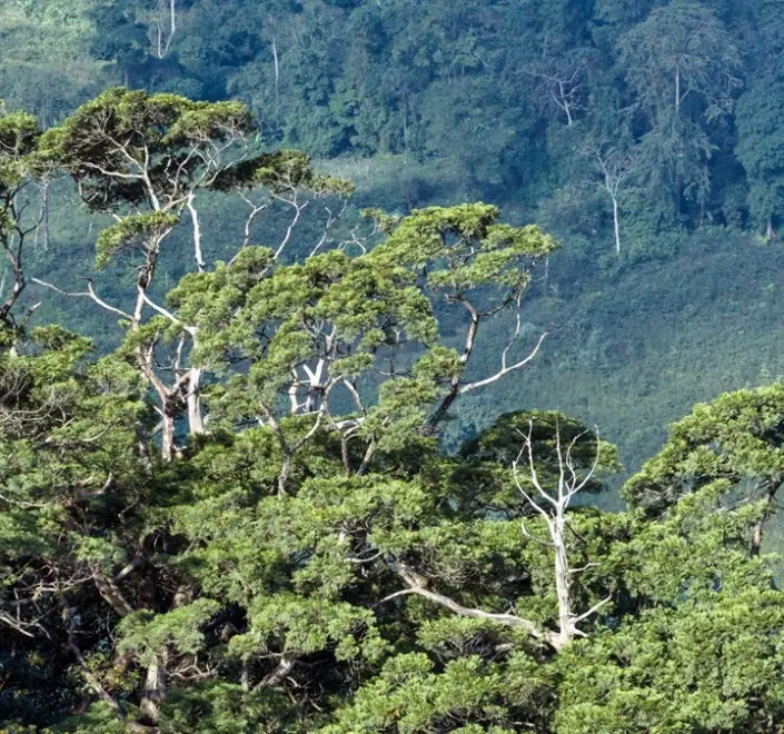 ‘Hóa thạch sống’ trên 500 năm tuổi tại Phong Nha-Kẻ Bàng