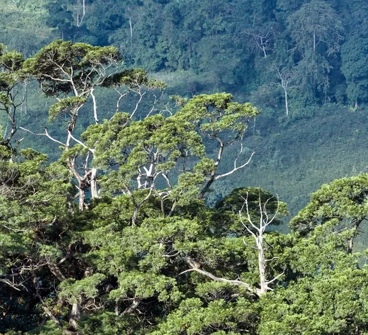 ‘Hóa thạch sống’ trên 500 năm tuổi tại Phong Nha-Kẻ Bàng