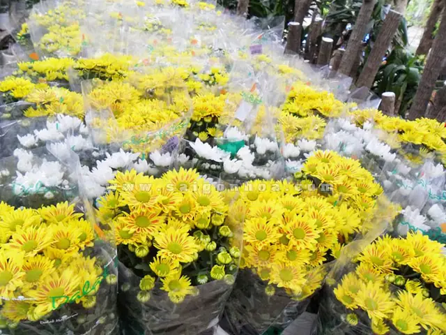 Các Loại Hoa Cúc Đà Lạt Đầy Rộn Màu Sắc: Hướng Dẫn Nhận Biết, Chăm Sóc Và Xu Hướng Mua Sắm Năm 2026 Các Loại Hoa Cúc Đà Lạt Đầy Rộn Màu Sắc: Hướng Dẫn Nhận Biết, Chăm Sóc Và Xu Hướng Mua Sắm Năm 2026