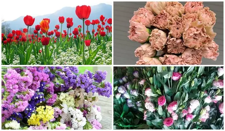 Top Các Loại Hoa Đà Lạt Bán Tết 2026 Hot Nhất: Giá Cả, Xu Hướng & Bí Quyết Chọn Mua "chuẩn Không Cần Chỉnh"