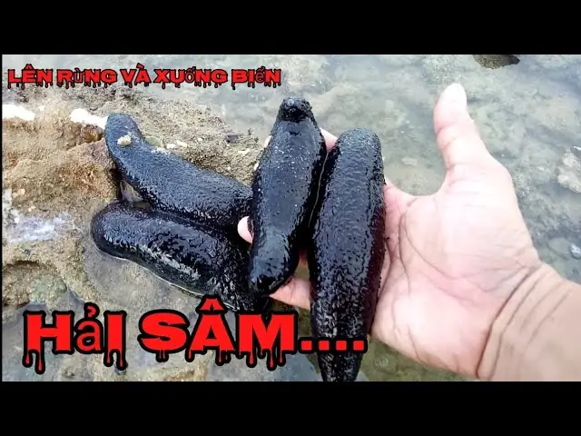 Cách Chế Biến Hải Sâm Đen Chuẩn Vị Nhà Hàng: Bí Quyết Ngâm, Rửa, Hấp Và 5 Món Ngon "chinh Phục" Thực Khách Năm 2026