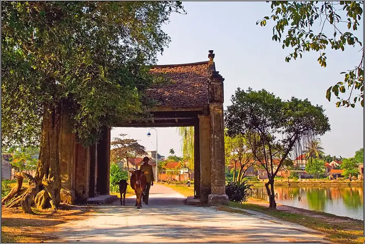 Làng Cổ Đường Lâm 2026: Hành Trình Về Nguồn Cội Giữa Tim Hà Nội Phát Triển