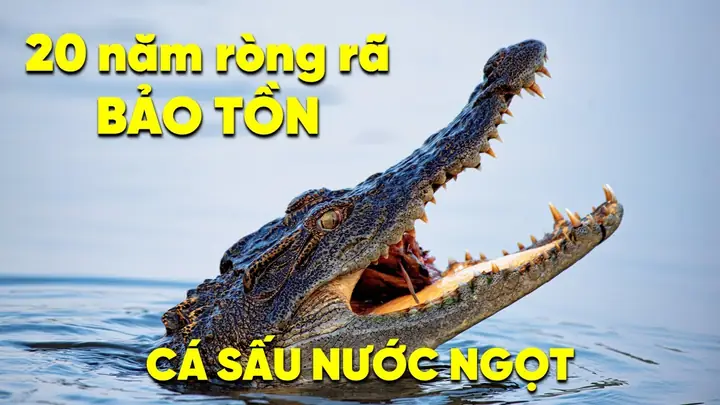 Vườn Quốc Gia Cát Tiên: "phần Của Vùng Ấm Ẩm" – Hành Trình Khám Phá Bản Sắc Sinh Thái Độc Đáo Năm 2026 Vườn Quốc Gia Cát Tiên: "phần Của Vùng Ấm Ẩm" – Hành Trình Khám Phá Bản Sắc Sinh Thái Độc Đáo Năm 2026