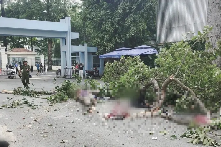 Cây Xanh Công Viên Tào Đàn 2026: Hành Trình Khám Phá "lá Phổi Xanh" Cũ Kỹ Và Những Thay Đổi Mới Mẻ Cây Xanh Công Viên Tào Đàn 2026: Hành Trình Khám Phá "lá Phổi Xanh" Cũ Kỹ Và Những Thay Đổi Mới Mẻ