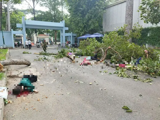 Cây Xanh Công Viên Tào Đàn 2026: Hành Trình Khám Phá "lá Phổi Xanh" Cũ Kỹ Và Những Thay Đổi Mới Mẻ Cây Xanh Công Viên Tào Đàn 2026: Hành Trình Khám Phá "lá Phổi Xanh" Cũ Kỹ Và Những Thay Đổi Mới Mẻ