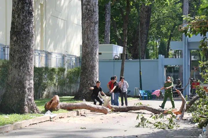 Cây Xanh Công Viên Tào Đàn 2026: Hành Trình Khám Phá "lá Phổi Xanh" Cũ Kỹ Và Những Thay Đổi Mới Mẻ Cây Xanh Công Viên Tào Đàn 2026: Hành Trình Khám Phá "lá Phổi Xanh" Cũ Kỹ Và Những Thay Đổi Mới Mẻ