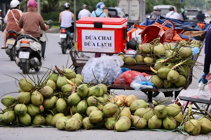 Top 5 Chợ Đầu Mối Bán Dừa Ở Hà Nội 2026: Giá Tốt, Nguồn Gốc Rõ Ràng, Giao Hàng Tận Nơi