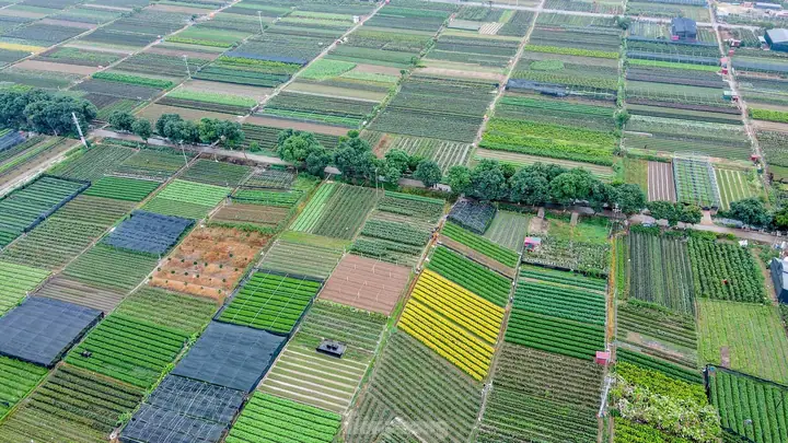 Chợ Hoa Mê Linh Vĩnh Phúc 2026: Hành Trình Khám Phá "vương Quốc Hoa" Lớn Nhất Khu Vực, Giá Sỉ Hấp Dẫn, Dịch Vụ Giao Hàng Tận Nơi