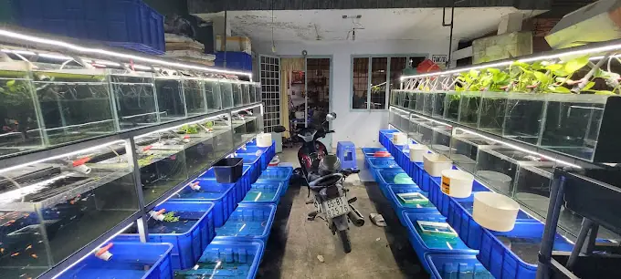 Top Cửa Hàng Cá Cảnh Cần Thơ Uy Tín, Giá Tốt Nhất Năm 2026: Địa Chỉ "thánh Địa" Cho Người Yêu Nuôi Cá