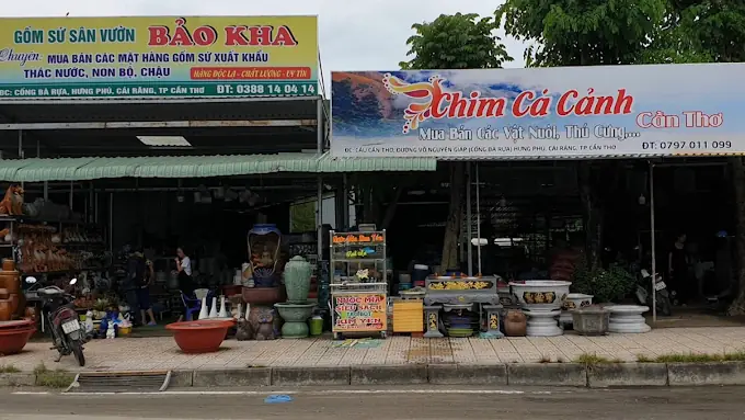 Top Cửa Hàng Cá Cảnh Cần Thơ Uy Tín, Giá Tốt Nhất Năm 2026: Địa Chỉ "thánh Địa" Cho Người Yêu Nuôi Cá