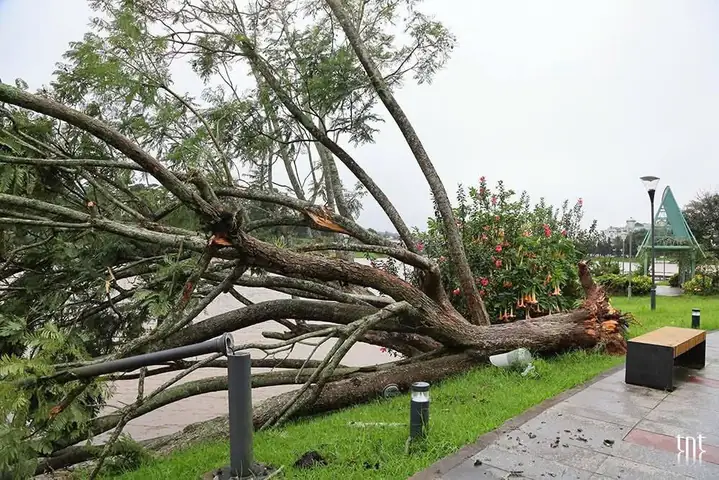 Đà Lạt Có Ảnh Hưởng Bão Không? Phân Tích Chi Tiết Khí Hậu, Dữ Liệu Thực Tế Năm 2026 Và Kinh Nghiệm Du Lịch An Toàn
