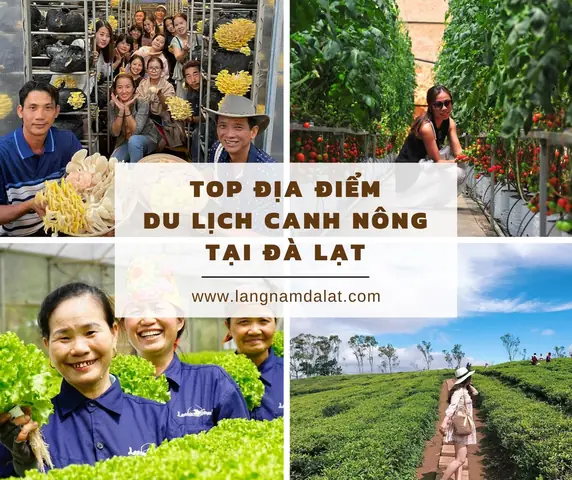 Du Lịch Canh Nông Đà Lạt 2026: Hành Trình "chạm Tay" Vào Vườn Quê Mơ Màng Giữa Sương Khói