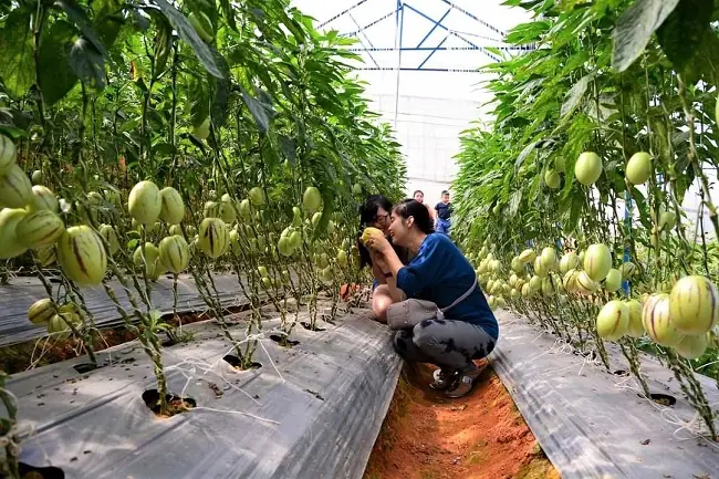 Du Lịch Canh Nông Đà Lạt 2026: Hành Trình "chạm Tay" Vào Vườn Quê Mơ Màng Giữa Sương Khói