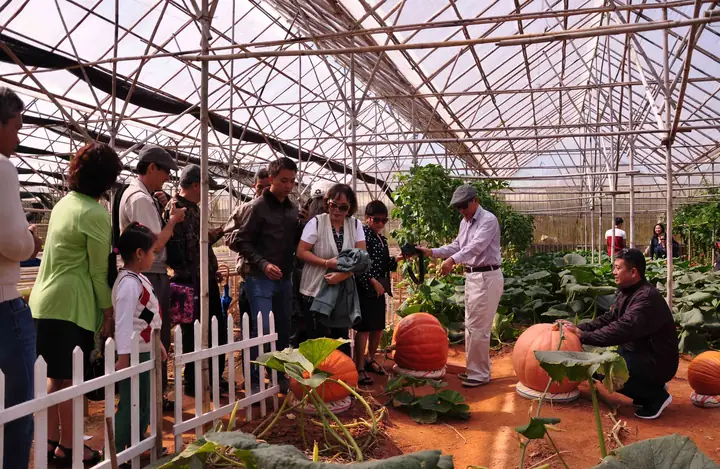 Du Lịch Canh Nông Đà Lạt 2026: Hành Trình "chạm Tay" Vào Vườn Quê Mơ Màng Giữa Sương Khói