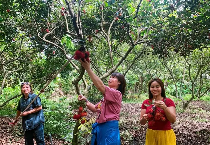 Du Lịch Miệt Vườn Cần Thơ 2026: Trải Nghiệm "chạm Tay" Vùng Quê Miền Tây Nguyên Bản Nhất Du Lịch Miệt Vườn Cần Thơ 2026: Trải Nghiệm "chạm Tay" Vùng Quê Miền Tây Nguyên Bản Nhất