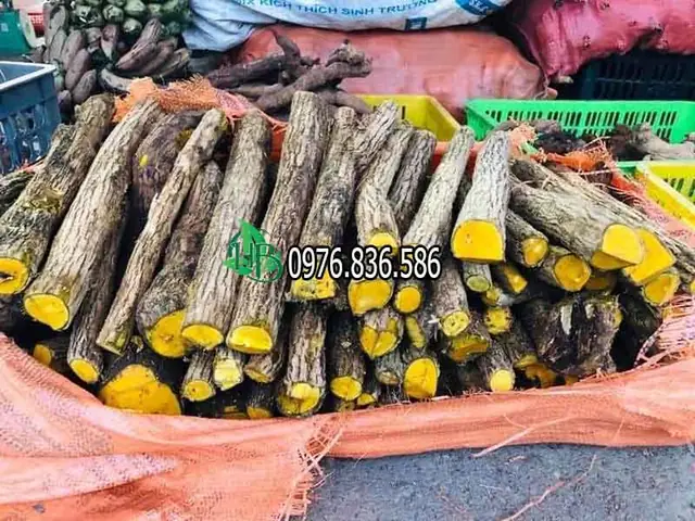 Hình Ảnh Cây Mật Gấu Miền Bắc: Nhận Diện, Giá Trị Y Học Và Xu Hướng Trồng Năm 2026