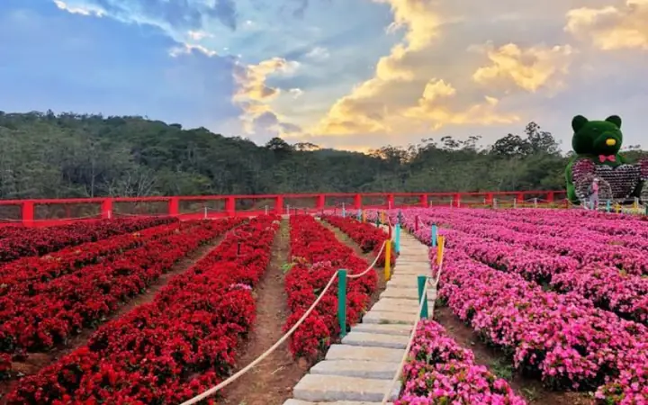 Hình Ảnh Hoa Đà Lạt Đẹp 2026: Kho Ảnh Cực Chất, Góc Chụp "sống Ảo" Nhất Mùa Hoa Năm Nay Hình Ảnh Hoa Đà Lạt Đẹp 2026: Kho Ảnh Cực Chất, Góc Chụp "sống Ảo" Nhất Mùa Hoa Năm Nay