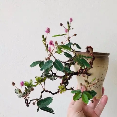 Hoa Trinh Nữ Nở Vào Mùa Nào? Toàn Diện Kiến Thức Về Mùa Hoa, Đặc Điểm Và Cách Chăm Sóc Để Hoa Nở Rộ Năm 2026