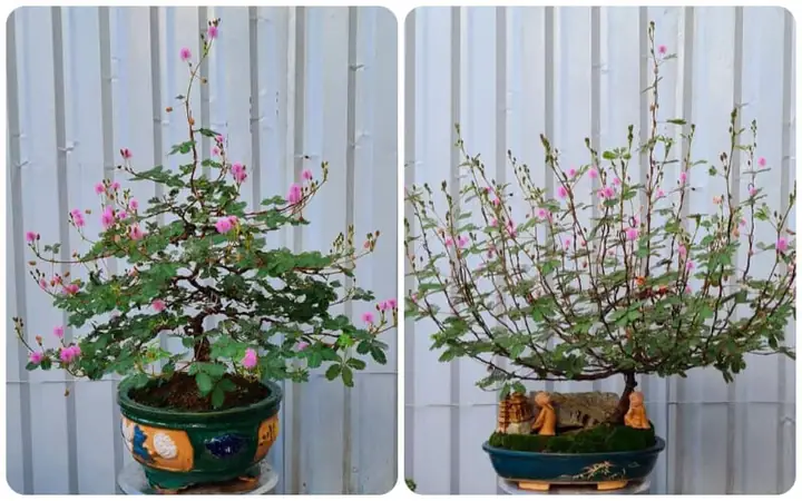 Hoa Trinh Nữ Nở Vào Mùa Nào? Toàn Diện Kiến Thức Về Mùa Hoa, Đặc Điểm Và Cách Chăm Sóc Để Hoa Nở Rộ Năm 2026