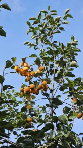 Hồng Đà Lạt Có Mấy Loại? Tổng Hợp 10+ Giống Hồng Nổi Bật, Giá Cả & Cách Chọn Mua Chuẩn 2026