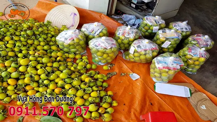Hồng Đà Lạt Có Mấy Loại? Tổng Hợp 10+ Giống Hồng Nổi Bật, Giá Cả & Cách Chọn Mua Chuẩn 2026