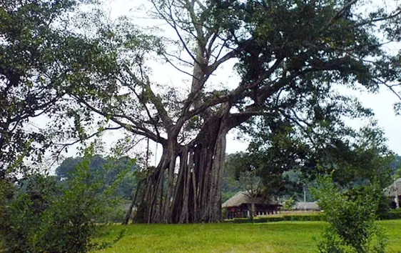 Mái Đình Hồng Thái Cây Đa Tân Trào: Di Sản Linh Hồn Của Việt Nam Trên Đỉnh Cao Suy Nghĩ Năm 2026