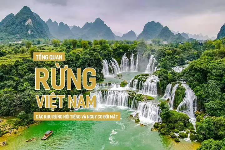 Top 10+ Khu Rừng Nổi Tiếng Ở Việt Nam Năm 2026: Hành Trình Khám Phá Thiên Nhiên Hoang Dã Đẳng Cấp