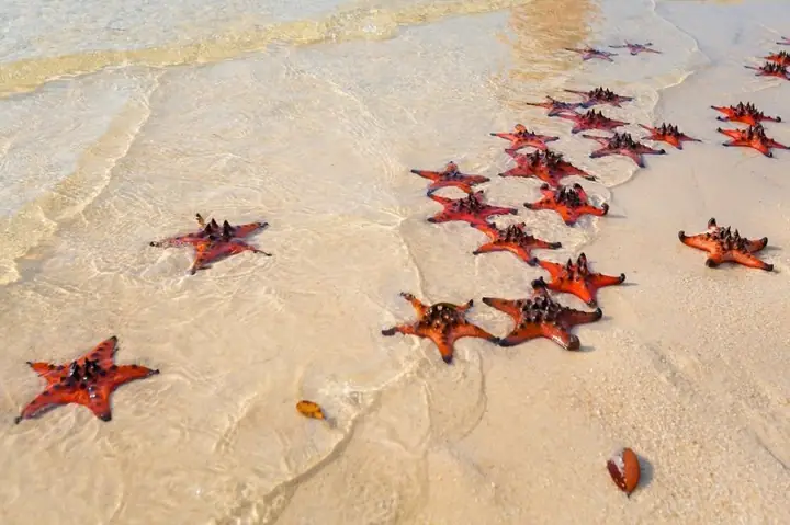 Plage Etoile De Mer Phu Quoc 2026: Bãi Biển Sao Biển Hoang Sơ Đẹp Như Tranh Vẽ, Trải Nghiệm "chữa Lành" Tuyệt Đỉnh Tại Mũi Gành Dầu