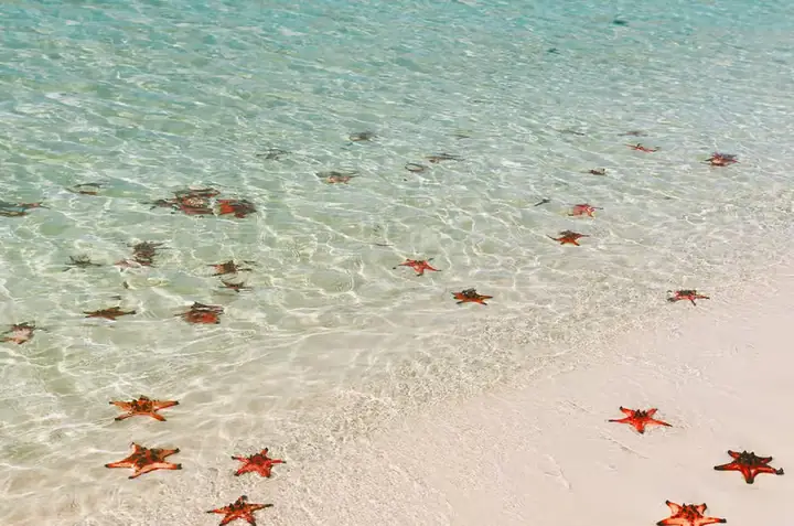 Plage Etoile De Mer Phu Quoc 2026: Bãi Biển Sao Biển Hoang Sơ Đẹp Như Tranh Vẽ, Trải Nghiệm "chữa Lành" Tuyệt Đỉnh Tại Mũi Gành Dầu
