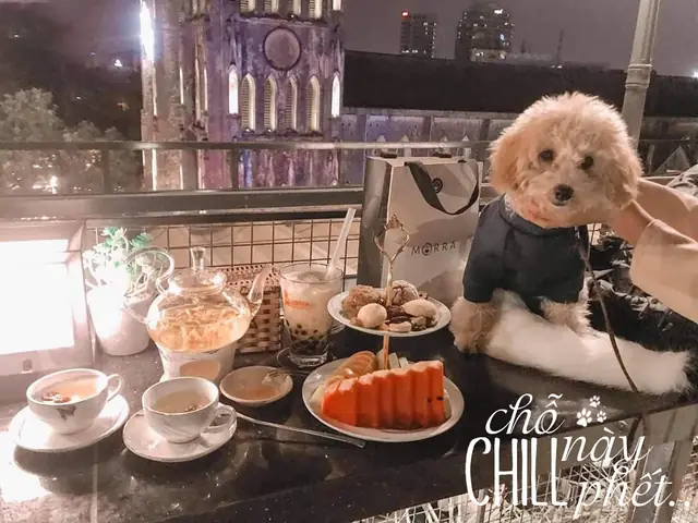 Top Quán Cà Phê Chó Hà Nội 2026: Địa Chỉ "chữa Lành" Tâm Hồn, Review Chi Tiết Giá - Menu - Không Gian Mới Nhất