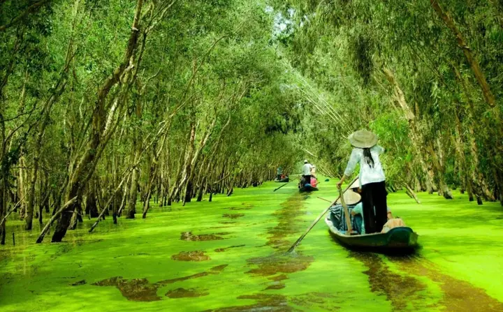 Rừng U Minh Thuộc Tỉnh Nào? Khám Phá Vẻ Đẹp Hoang Sơ, Hệ Sinh Thái Đặc Biệt Của "lá Phổi Xanh" Miền Tây Năm 2026