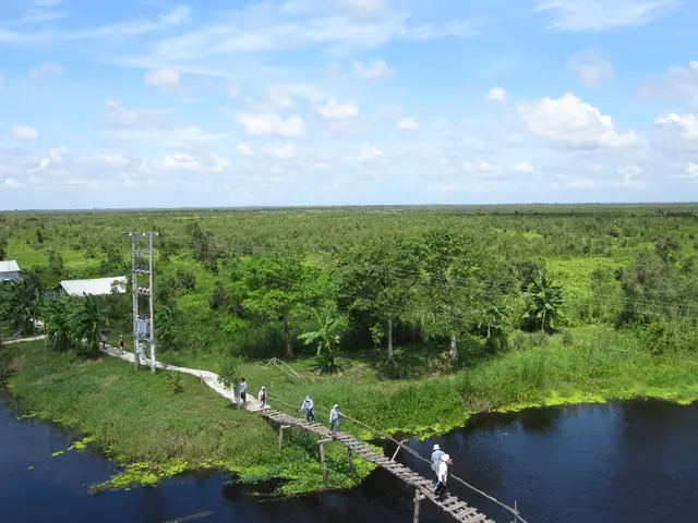 Rừng U Minh Thuộc Tỉnh Nào? Khám Phá Vẻ Đẹp Hoang Sơ, Hệ Sinh Thái Đặc Biệt Của "lá Phổi Xanh" Miền Tây Năm 2026