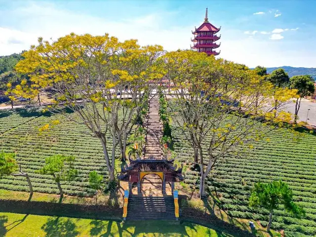 Sự Thật Về Tu Viện Bát Nhã Bảo Lộc: Hành Trình 15 Năm Cây Đa Thiền, Tranh Cãi Và Di Sản Phật Giáo Năm 2026