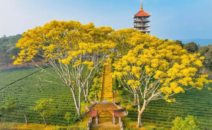 Sự Thật Về Tu Viện Bát Nhã Bảo Lộc: Hành Trình 15 Năm Cây Đa Thiền, Tranh Cãi Và Di Sản Phật Giáo Năm 2026