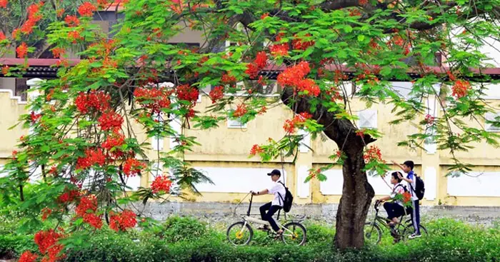 Thuyết Minh Về Chiếc Nón Lớp 9: Phân Tích Sâu, Bối Cảnh Chương Trình 2026 Và Hướng Dẫn Làm Bài Đạt Điểm Cao