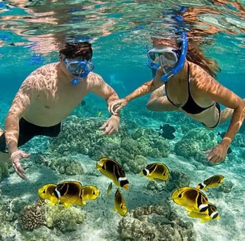 Tour Lặn Biển Cù Lao Chàm 2026: Trải Nghiệm Khám Phá "thiên Đường Dưới Đáy Biển" Trọn Vẹn Nhất