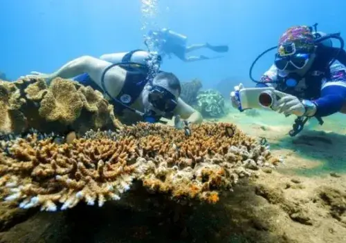 Tour Lặn Biển Cù Lao Chàm 2026: Trải Nghiệm Khám Phá "thiên Đường Dưới Đáy Biển" Trọn Vẹn Nhất
