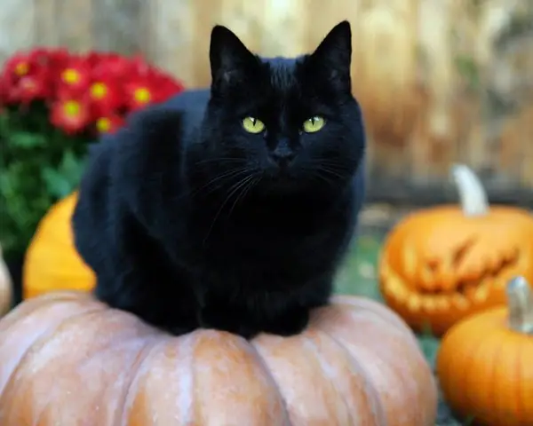 Truyền Thuyết Về Lễ Hội Halloween: Hành Trình 2000 Năm Từ Lễ Hội Samhain Cổ Đại Đến Đêm Ma Quái Hiện Đại Năm 2026