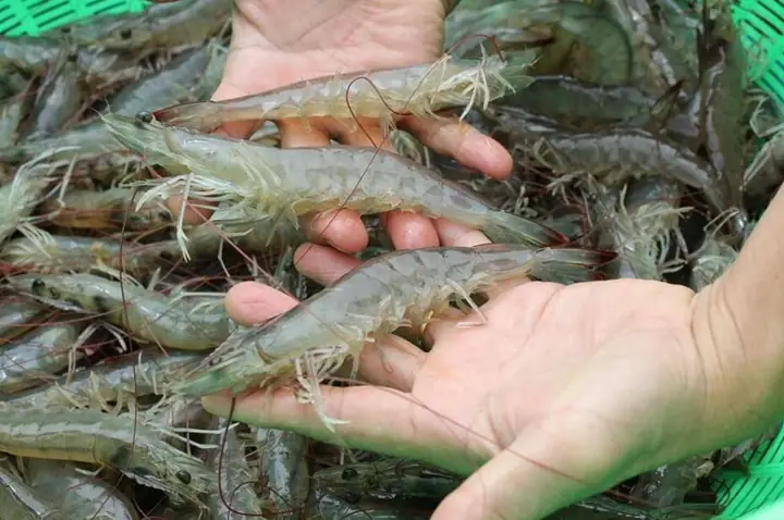 Vựa Hải Sản Thanh Tuấn Thịnh: Địa Chỉ "thánh Thức" Hải Sản Tươi Sống, Giá Hạt Dẻ Tại Quảng Ninh Năm 2026