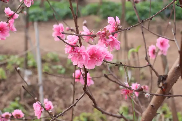Vườn Đào Nhật Tân Ở Đâu? Hướng Dẫn Chi Tiết Địa Chỉ, Cách Đi Và Trải Nghiệm Check-in "sống Ảo" Đẹp Nhất Xuân 2026