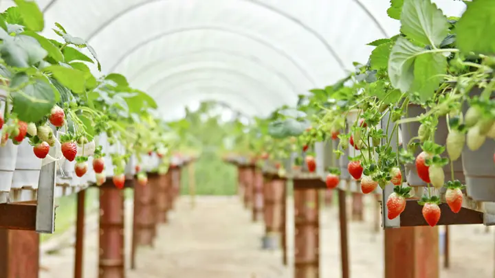 Vườn Dâu Hoa Thắng Thịnh Đà Lạt: Hướng Dẫn Trải Nghiệm Toàn Diện Mới Nhất Năm 2026 – Địa Điểm Check-in "sống Ảo" Không Thể Bỏ Lỡ