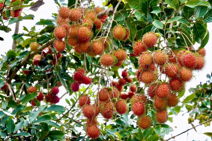 Vườn Trái Cây Cù Lao An Bình 2026: Hành Trình Khám Phá "viên Ngọc" Giữa Dòng Sông Hậu, Trải Nghiệm Hái Trái Cây Tự Do Và Ăn Đặc Sản Vùng Đồng Bằng Sông Cửu Long