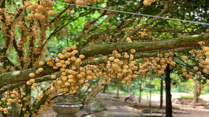 Vườn Trái Cây Cù Lao An Bình 2026: Hành Trình Khám Phá "viên Ngọc" Giữa Dòng Sông Hậu, Trải Nghiệm Hái Trái Cây Tự Do Và Ăn Đặc Sản Vùng Đồng Bằng Sông Cửu Long