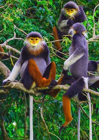 Where Is Cuc Phuong National Park? Hướng Dẫn Chi Tiết Vị Trí, Cách Đi & Trải Nghiệm Toàn Diện 2026